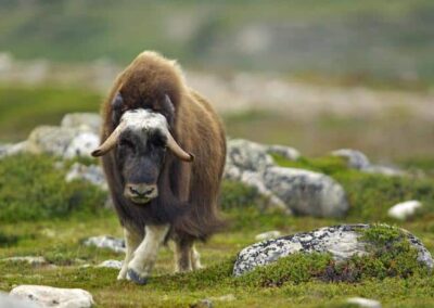 Avoid Being a Dumb Ox: Tips for Abolishing Pride